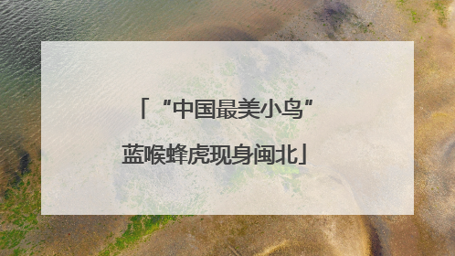 “中国最美小鸟”蓝喉蜂虎现身闽北