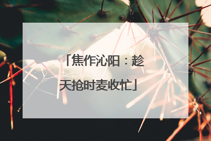 焦作沁阳：趁天抢时麦收忙