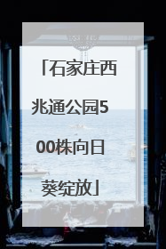 石家庄西兆通公园500株向日葵绽放