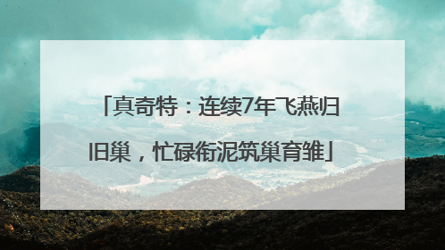 真奇特：连续7年飞燕归旧巢，忙碌衔泥筑巢育雏