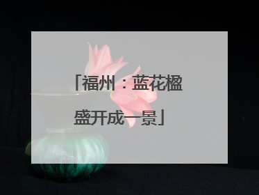 福州：蓝花楹盛开成一景