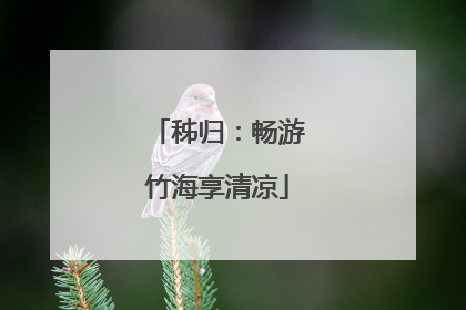 秭归：畅游竹海享清凉