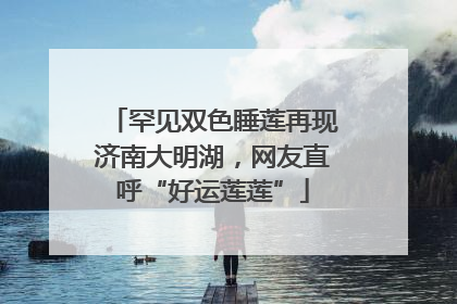 罕见双色睡莲再现济南大明湖，网友直呼“好运莲莲”