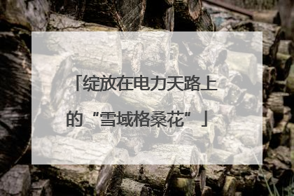 绽放在电力天路上的“雪域格桑花”