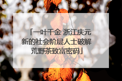 一叶千金 浙江庆元新的社会阶层人士破解荒野茶致富密码