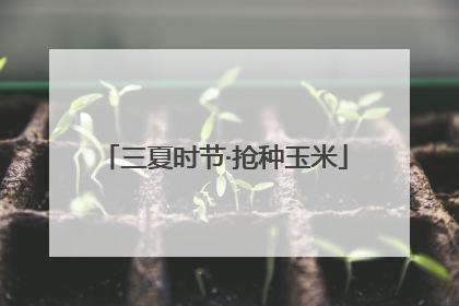 三夏时节·抢种玉米