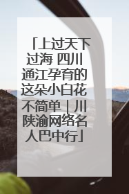 上过天下过海 四川通江孕育的这朵小白花不简单｜川陕渝网络名人巴中行