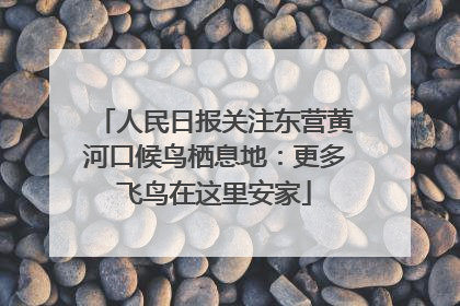 人民日报关注东营黄河口候鸟栖息地：更多飞鸟在这里安家