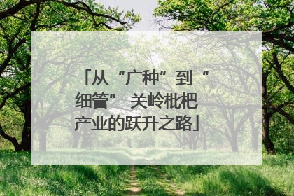 从“广种”到“细管” 关岭枇杷产业的跃升之路