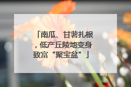 南瓜、甘薯扎根，低产丘陵地变身致富“聚宝盆”