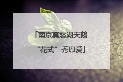 南京莫愁湖天鹅“花式”秀恩爱