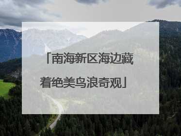 南海新区海边藏着绝美鸟浪奇观