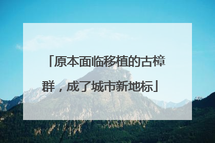 原本面临移植的古樟群，成了城市新地标