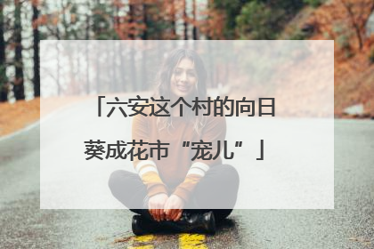 六安这个村的向日葵成花市“宠儿”