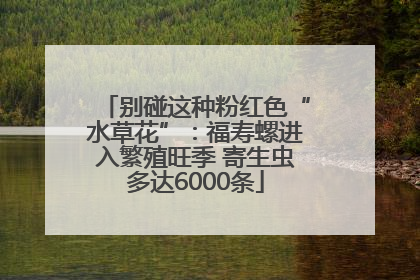 别碰这种粉红色“水草花”：福寿螺进入繁殖旺季 寄生虫多达6000条