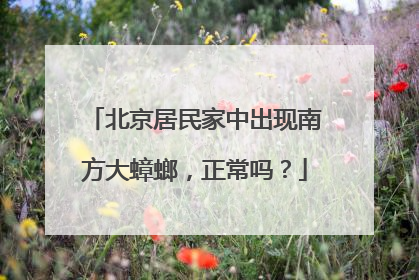 北京居民家中出现南方大蟑螂，正常吗？