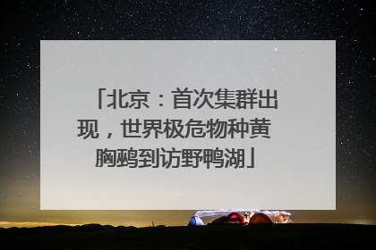 北京：首次集群出现，世界极危物种黄胸鹀到访野鸭湖