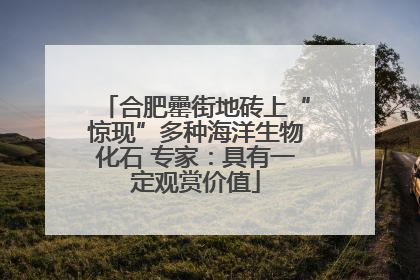 合肥罍街地砖上“惊现”多种海洋生物化石 专家：具有一定观赏价值
