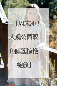 周末冲！大观公园双色睡莲惊艳绽放