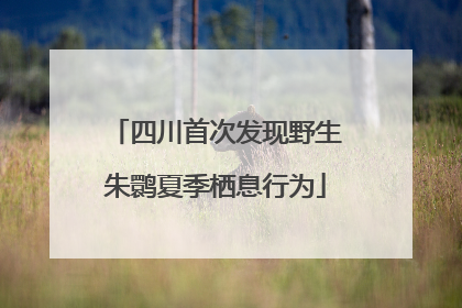 四川首次发现野生朱鹮夏季栖息行为