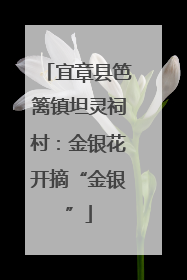 宜章县笆篱镇坦灵祠村：金银花开摘“金银”