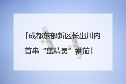 成都东部新区长出川内首串“蓝精灵”番茄