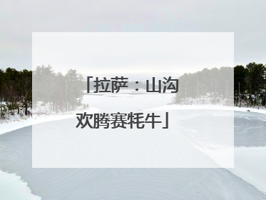 拉萨：山沟欢腾赛牦牛