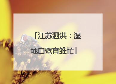 江苏泗洪：湿地白鹭育雏忙