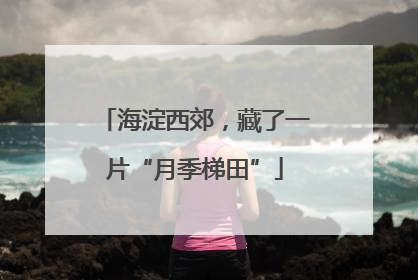 海淀西郊，藏了一片“月季梯田”