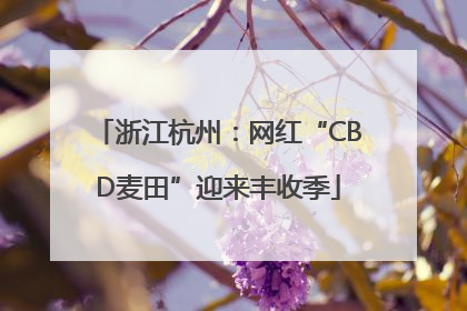 浙江杭州：网红“CBD麦田”迎来丰收季