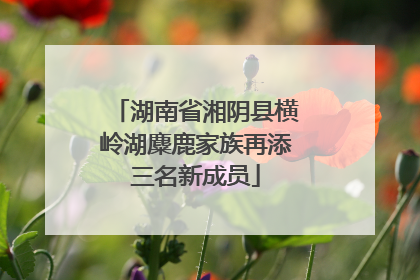 湖南省湘阴县横岭湖麋鹿家族再添三名新成员