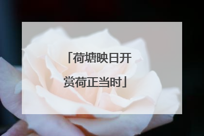 荷塘映日开 赏荷正当时