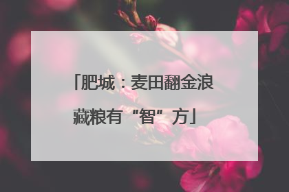 肥城：麦田翻金浪藏粮有“智”方
