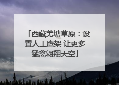 西藏羌塘草原：设置人工鹰架 让更多猛禽翱翔天空
