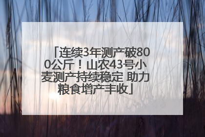 连续3年测产破800公斤！山农43号小麦测产持续稳定 助力粮食增产丰收