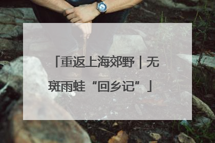 重返上海郊野｜无斑雨蛙“回乡记”
