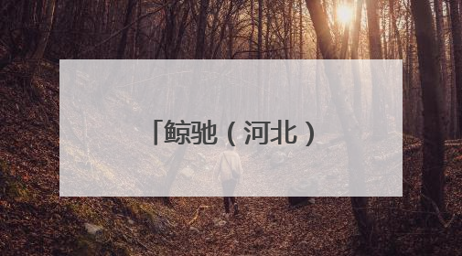 鲸驰（河北）网络科技集团：鲸驰出海，开启跨境新航程