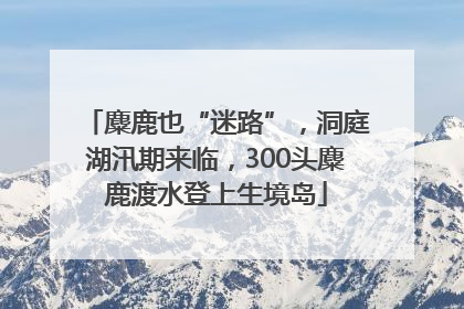 麋鹿也“迷路”，洞庭湖汛期来临，300头麋鹿渡水登上生境岛