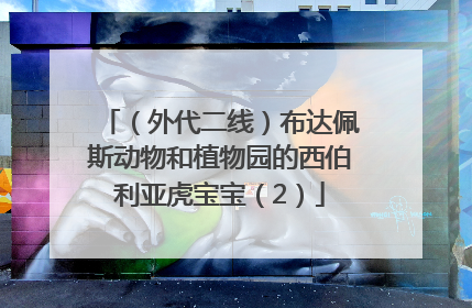 （外代二线）布达佩斯动物和植物园的西伯利亚虎宝宝（2）